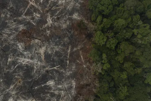 Petrobras escolhe empresa para créditos de carbono cujo sócio teve madeireira punida