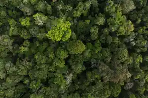 Reino Unido anuncia US$ 540 milhões para Fundo de Florestas criado pelo Brasil