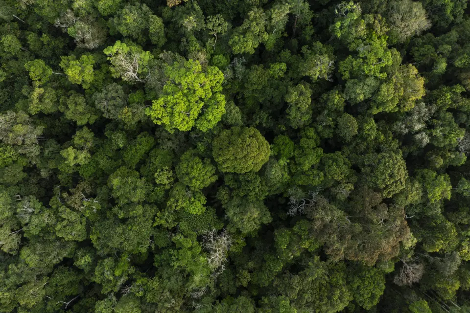 Reino Unido anuncia US$ 540 milhões para Fundo de Florestas criado pelo Brasil
