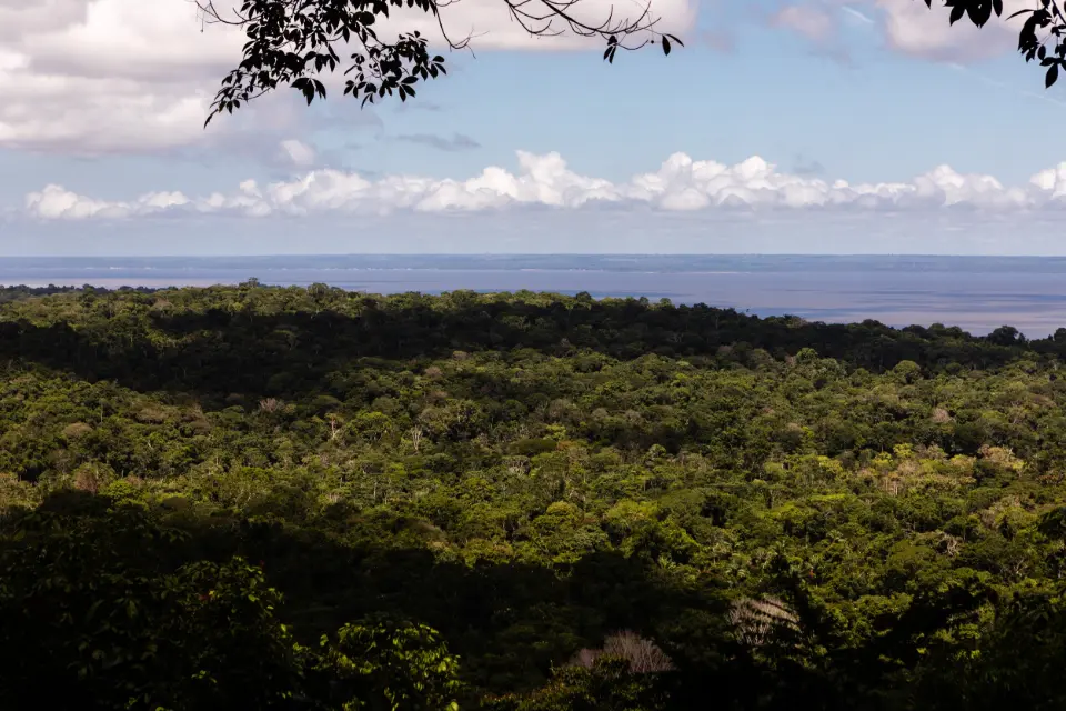 Reino Unido anuncia investimento em fundo criado pelo Brasil para proteção de florestas tropicais