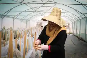 A 'Arca de Noé das sementes' que guarda a comida do futuro