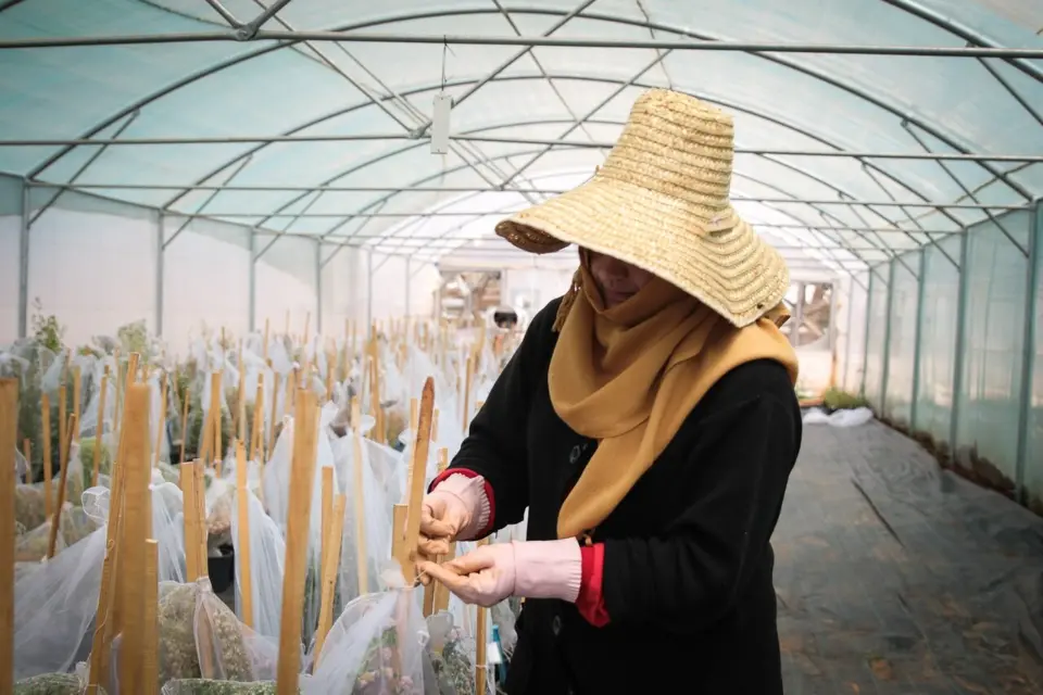 A 'Arca de Noé das sementes' que guarda a comida do futuro