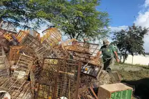 Ibama apreende 510 aves e leva 27 pessoas à polícia por tráfico de fauna silvestre em PE
