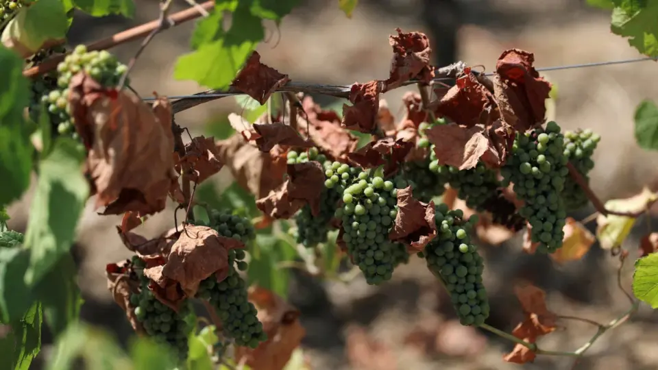 Produção de vinho na França cai para uma das mais baixas em 30 anos após ondas de calor