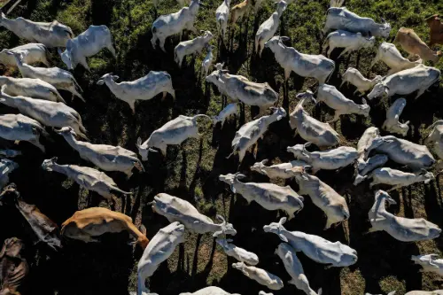 Sem China, exportação de carne bovina cai 23% em relação a 2025