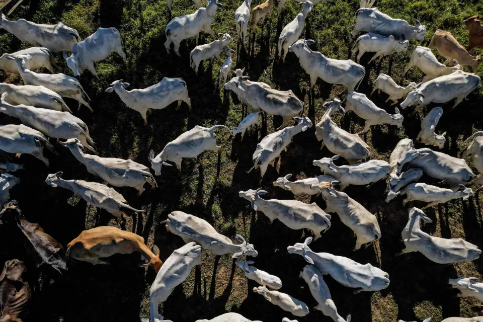 Sem China, exportação de carne bovina cai 23% em relação a 2025