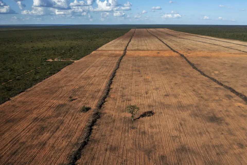 Desmatamento cai 19% no Cerrado e sobe 12% na Amazônia em agosto
