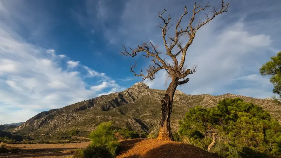 O Cerrado que o Brasil escolhe