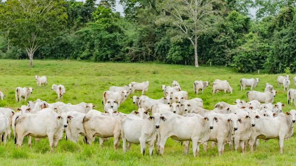 Custo do crédito rural chega a R$ 59 bilhões por ano, quase cinco vezes o valor divulgado