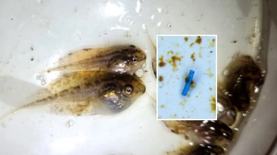 Cientistas descobrem microplásticos no corpo de girinos da Amazônia