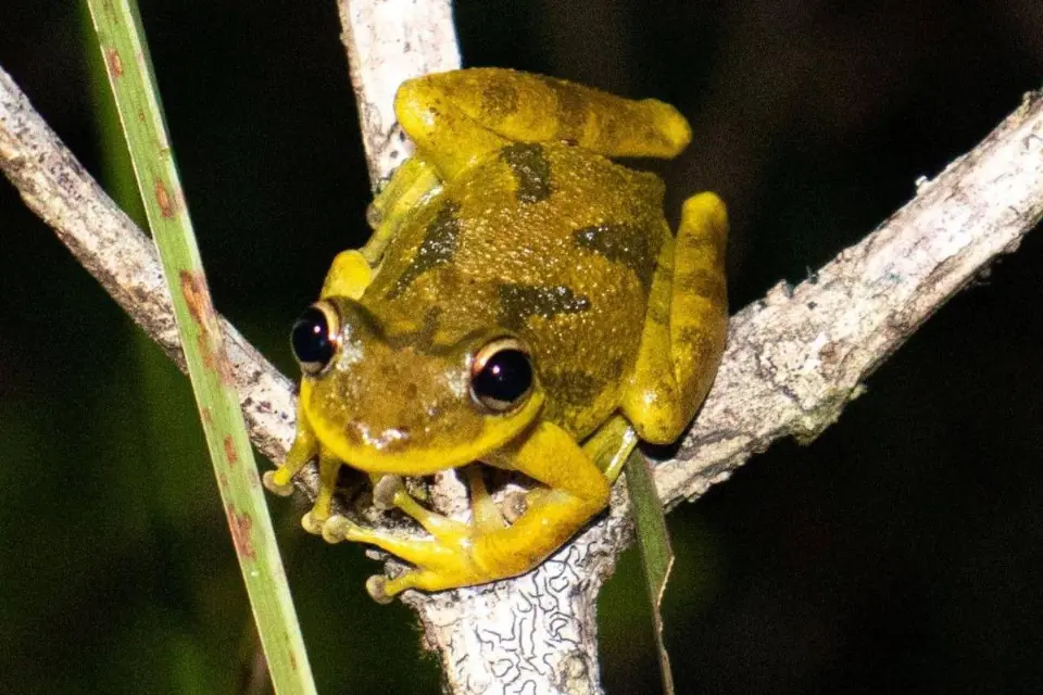 Cientistas descobrem microplásticos no corpo de girinos da Amazônia