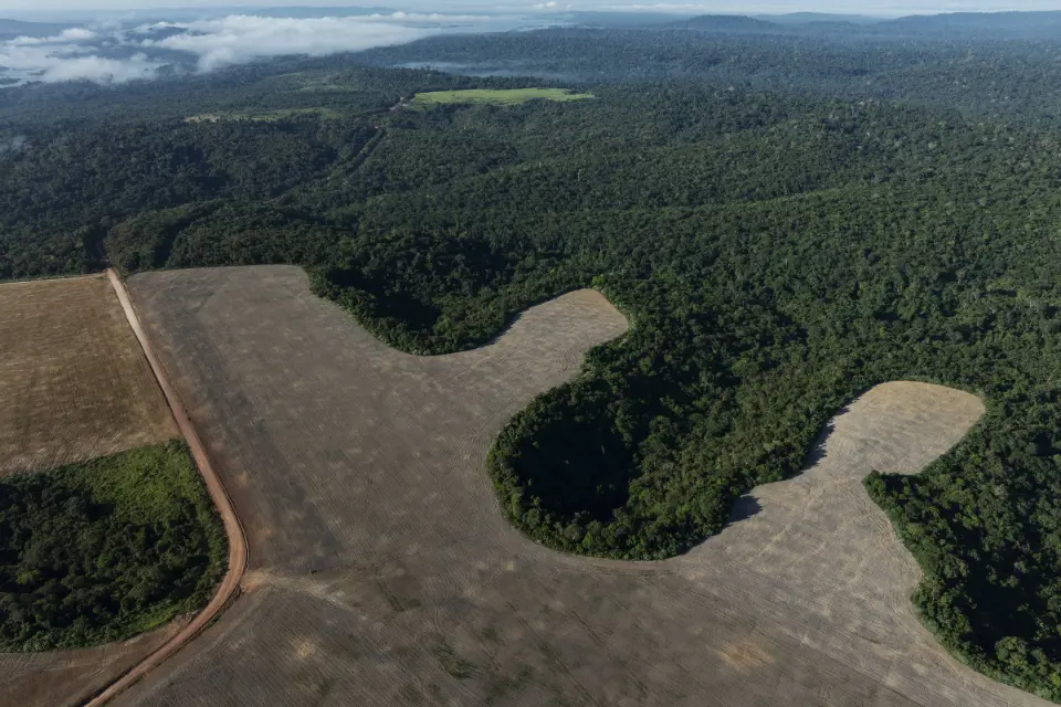 Fim da moratória da soja aumentará desmate da Amazônia em 17% na próxima década, diz análise