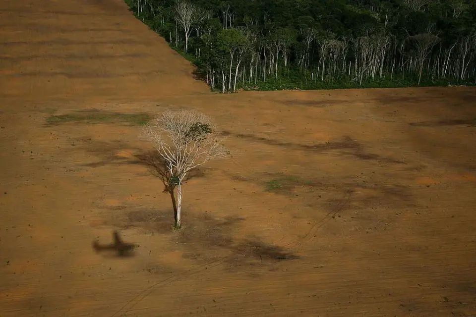 Fim da moratória da soja ameaça Amazônia em 1,4 milhão de hectares