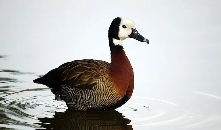 São Paulo confirma primeiro caso de gripe aviária em ave silvestre em 2026