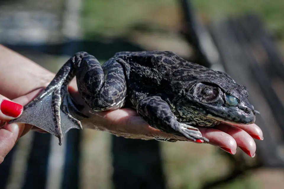 Sem predador e com até 20 cm, rã-touro ameaça fauna em Florianópolis