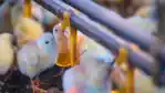 China avança como exportadora e ameaça mercados rentáveis do frango brasileiro