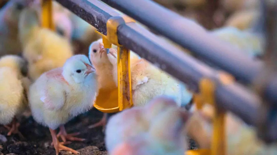 China passa de importadora a concorrente e ameaça frango brasileiro